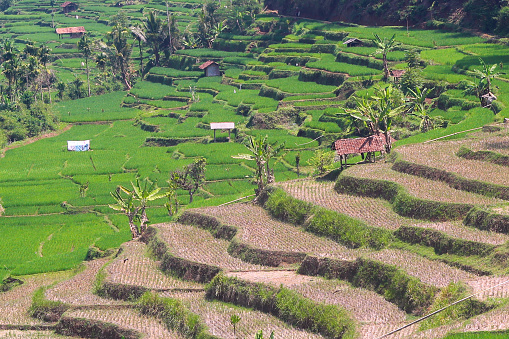view of terraced rice fields