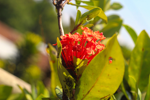 nice red ixora chinensis blossom
