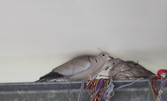 Pair of turtledoves nesting on the balcony girder under the house roof. Ring-necked turtle doves in love building a nest bringing branches in the beak to build the nest.  Pigeons life. Copy space
