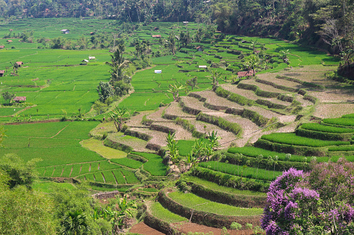 view of rice terraces that have been harvested