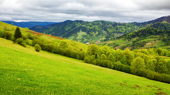 mountainous rural landscape of ukraine in spring. rolling carpathian countryside with grassy meadows and forested hills on an overcast day