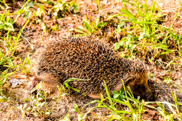 Hedgehog at Night