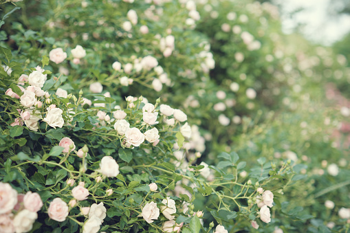 Blooming white roses in the garden. Wedding background. Selective focus.