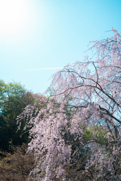 istock Beautiful cherry blossoms blooming in Kamakura 2057986579