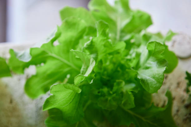 Hydroponics Green Oak lettuce growing in a foam box