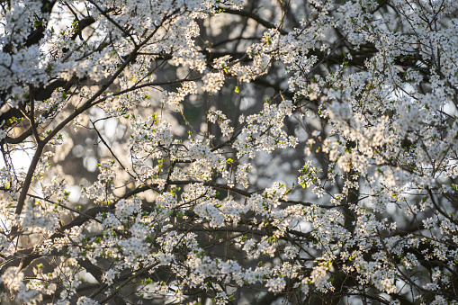 Background of blooming cherry branches in the sunlight.