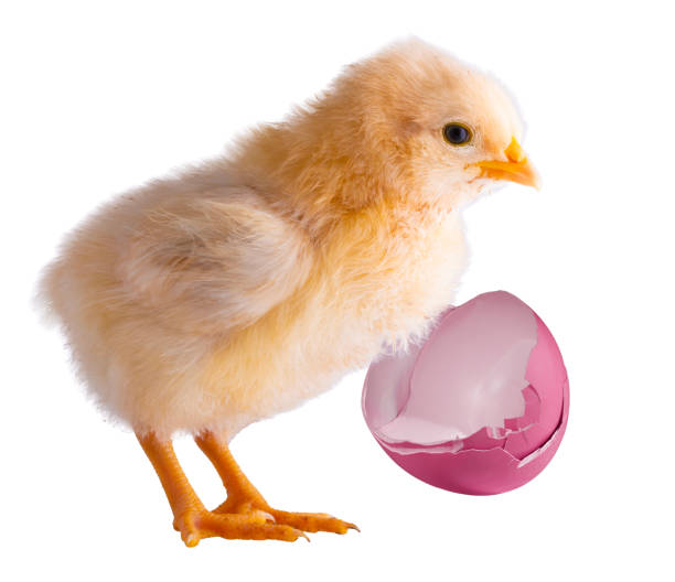 Bright pink broken near a gold colored chicken chick and  isolated in a studio shot.