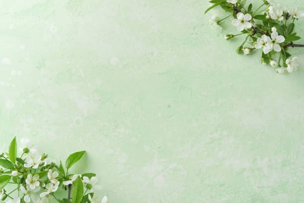 istock Spring Easter background. Passover blooming white apple or cherry blossom on green background. Happy Passover background. World environment day. Easter, Birthday, womens day holiday. Top view Mock up. 2057997366