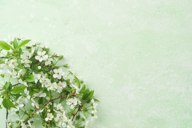 istock Spring Easter background. Passover blooming white apple or cherry blossom on green background. Happy Passover background. World environment day. Easter, Birthday, womens day holiday. Top view Mock up. 2057997388
