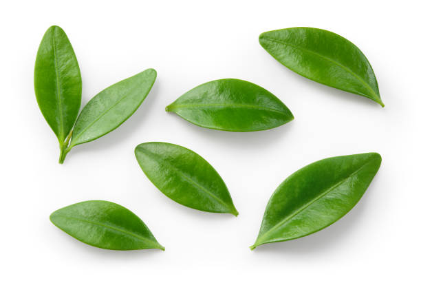 istock Blueberry leaf isolated. Blueberries top view. Blueberry leaves flat lay on white background with clipping path. 2058000638