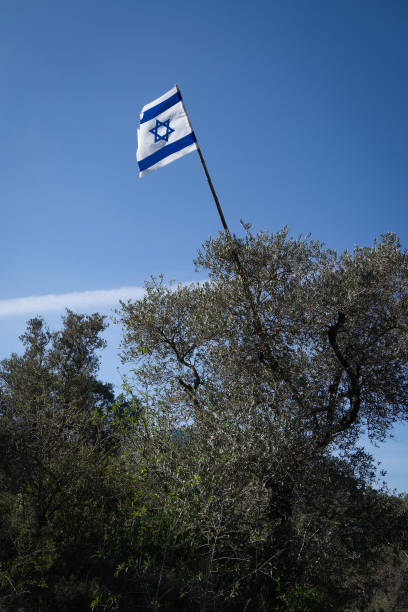 istock An Israeli Flag Raised on an Olive Tree 2058003343