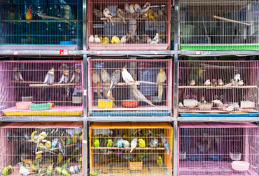 A cage overrun with blue and yellow birds