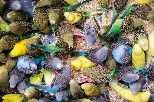 A cage overrun with blue and yellow birds