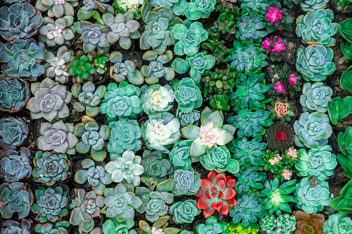 Beautiful nature background from tropical green leaves with detailed texture. Greenery top view, closeup.