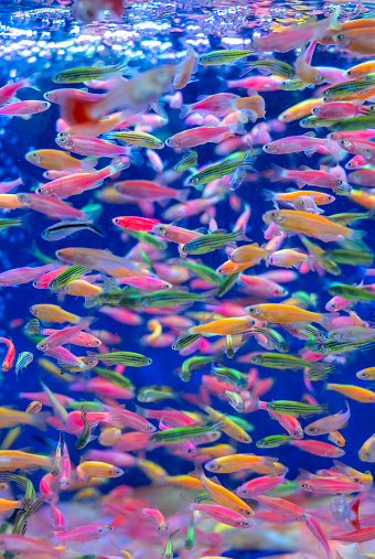 Goldfish in an aquarium