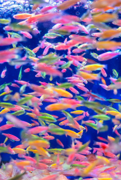 istock Goldfish in an aquarium 2058006550