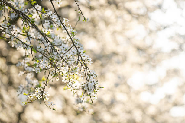 istock Background of blooming cherry branches in the sunlight. 2058009148
