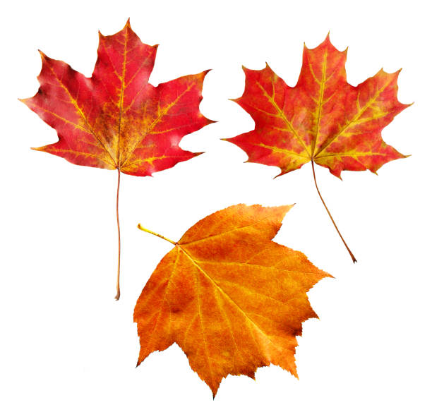 Bright autumn maple leaves isolated on white background