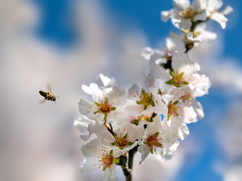 a busy bee pollinates white almond flowers in spring on a sunny day after rain