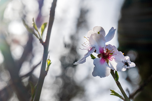 Wonderful bright almond flowers in springtime