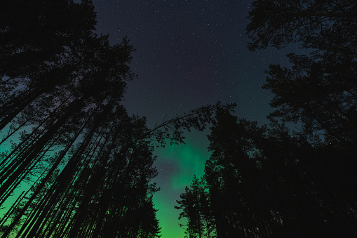 Night scene, astrophoto, trees against the background of the starry sky and northern lights. Especially