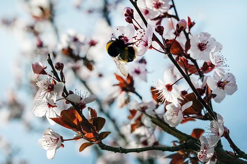 A bumblebee pollinates ornamental plum flowers on a sunny spring day