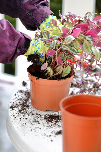 istock Gardener replants potted flowers in spring 2058019967
