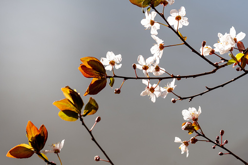 blooming plum branch on a gray background