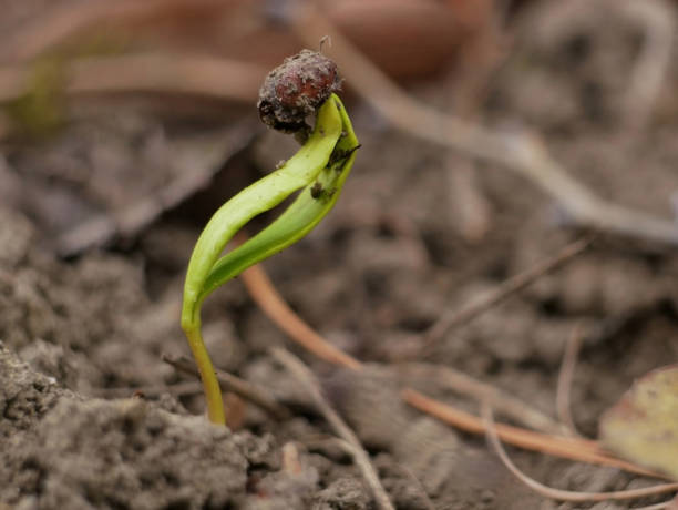 istock A young plant just growing from a seed in early spring 2058021019