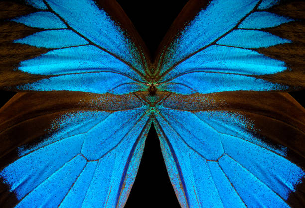istock Wings of the butterfly Ulysses. 2058024688