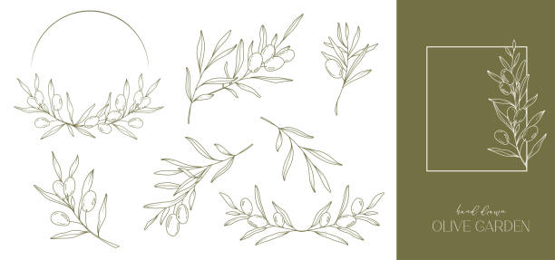 gambar garis zaitun. bingkai zaitun hitam dan putih. karangan bunga zaitun terisolasi. seni garis bunga. ilustrasi garis halus olive. cabang zaitun hitam dan putih. zaitun yang digambar tangan. penghijauan undangan pernikahan - pohon zaitun ilustrasi stok