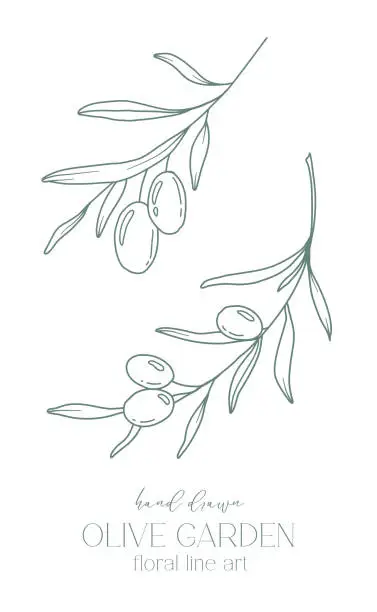 Vector illustration of Olive branch on white background vector illustration. Olives Line Drawing. Black and white Olive Branches. Floral Line Art. Fine Line Olives illustration. Hand Drawn Olive. Wedding invitation greenery