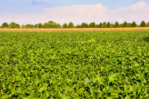 istock Soy Bean Plant Field 2058046759