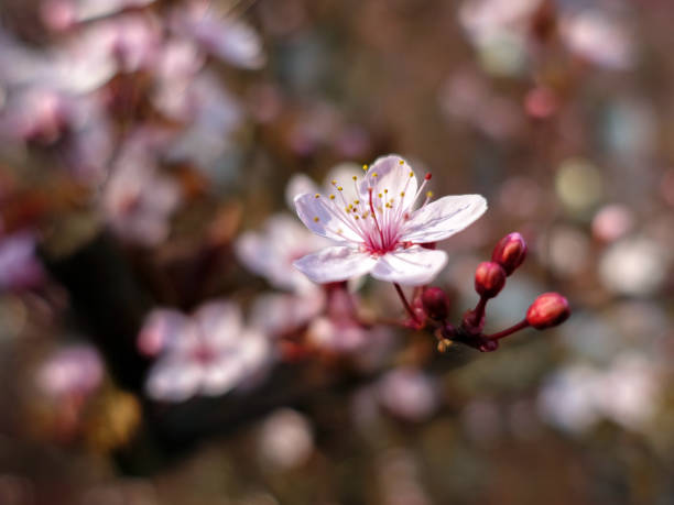 Close up of plum blossoms