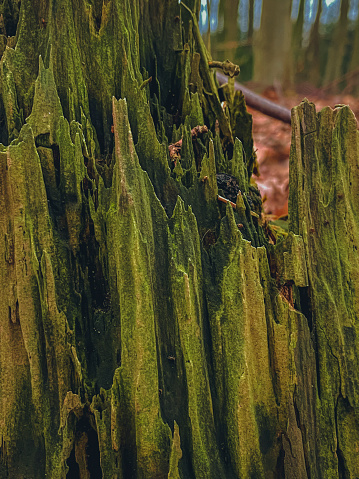 A closeup shot of a tree stump covered with moss in a forest