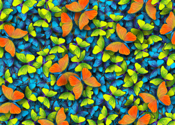 istock Butterfly Morpho. Wings of a butterfly Morpho. 2058050986