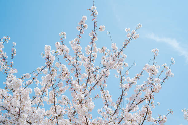 istock Beautiful cherry blossoms blooming in Kamakura 2058056332