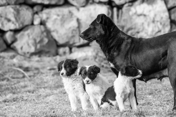 Dogs in nature. Beautiful dogs