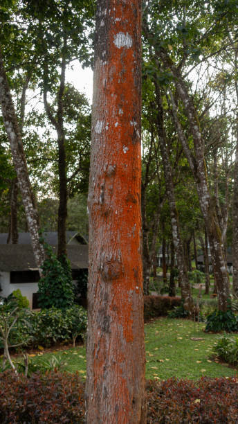 istock Red orange trentepohlia umbrina algae growth on tree trunk 2058059002
