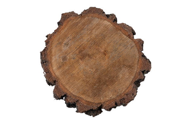 istock Wooden podium. Cutting a trunk in a log. 2058061164