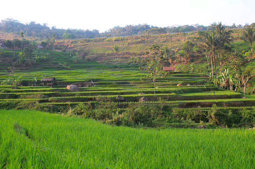 green rice fields