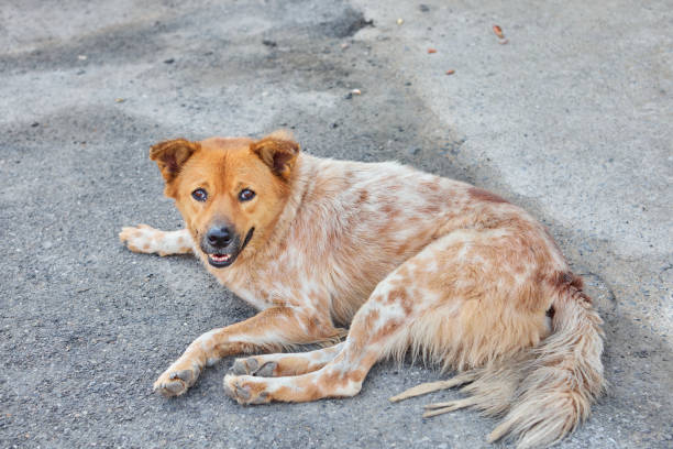 istock Close-up of stray dog looking at camera 2058068144