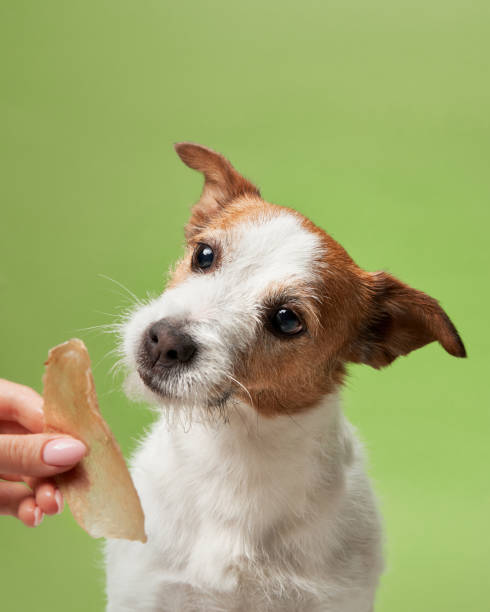 istock An eager Jack Russell Terrier snatches a jerky treat 2058070284