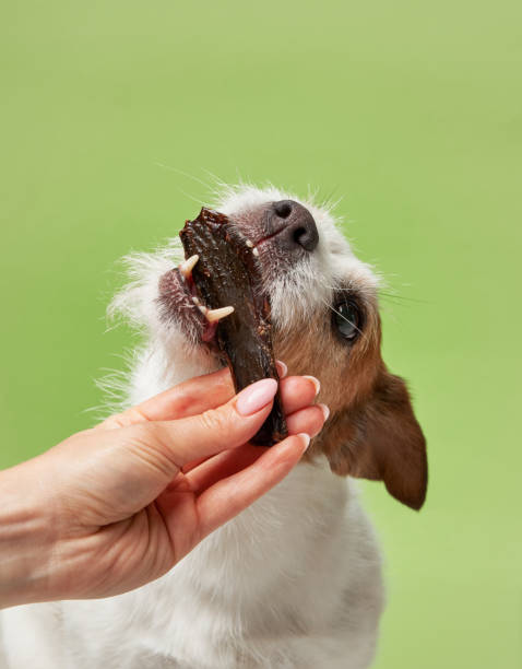 istock An eager Jack Russell Terrier snatches a jerky treat 2058070292