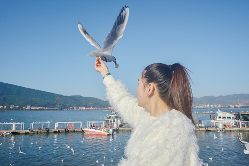 Every winter, a large number of seagulls migrate to Kunming, Yunnan, attracting a large number of tourists to feed them