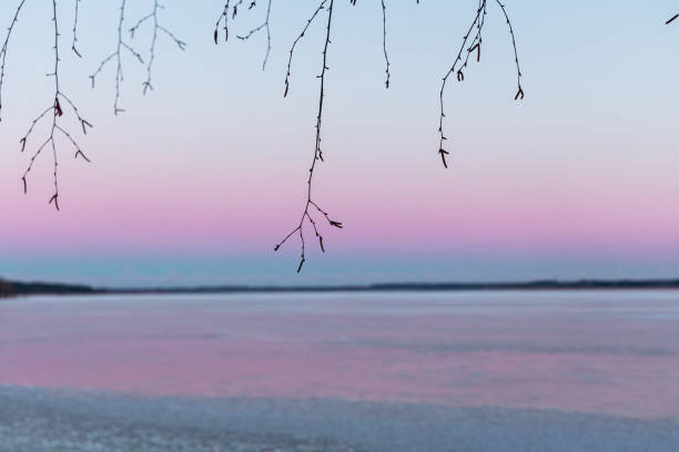 A beautiful minimalist scenery of bare tree branches on the colorful sky background. Frozen lake with a horizon in the distance in Northern Europe.