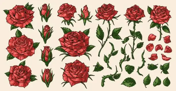 Vector illustration of Seasonal roses colorful set stickers