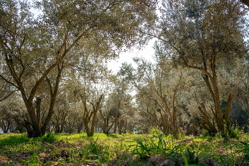 Mediterranean green olive trees farm. Stock photo