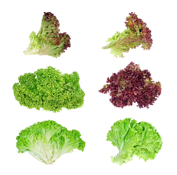 istock Collection of lettuce leaves isolated on white 2058088030
