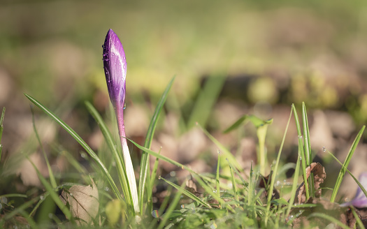 Purple Springtime Crocus